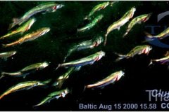 herring