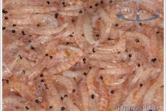 img_3068-1