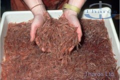 krill1