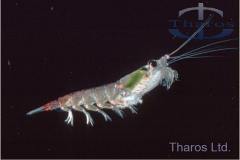 krill2