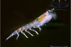 krill555