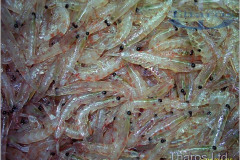 pesca-12520252852529